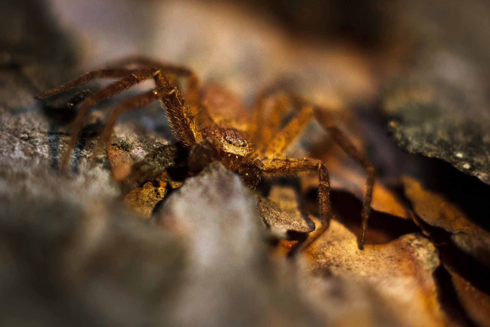 Nursery web spider